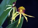 Encyclia_cochleata__Octopussy__VP_20090220_1395.jpg