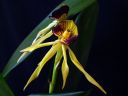 Encyclia_cochleata__Octopussy__VP_20090220_IMG_1389.jpg