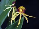 Encyclia_cochleata__Octopussy__VP_20090220_IMG_1391.jpg