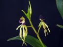 Encyclia_cochleata__Octopussy__VP_20090220_IMG_2854.jpg