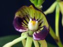 Encyclia_cochleata__Octopussy__VP_20090220_IMG_2855.jpg