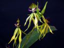 Encyclia_cochleata__Octopussy__VP_20090220_IMG_3068.jpg