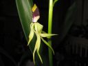 Encyclia_cochleata__Octopussy__VP_20090220_IMG_6047.jpg