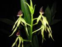 Encyclia_cochleata__Octopussy__VP_20090220_IMG_6338.jpg