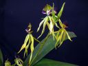 Encyclia_cochleata___Octopussy__VP_20090220_IMG_3068.jpg