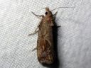 Tiedostonimi=Endothenia_ericetana_laidunvarsikaariainen_IMG_3314.jpg
Tiedostokoko=56kt
Koko=600x450
Lisätty=30.03.2014 Endothenia_ericetana_laidunvarsikaariainen_IMG_3314.jpg