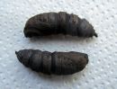 Tiedostonimi=Endromis_versicolora_pupa_kirjokehraaja_kotelo_IMG_3842.jpg
Tiedostokoko=61kt
Koko=600x460
Lisätty=19.04.2020 Endromis_versicolora_pupa_kirjokehraaja_kotelo_IMG_3842.jpg