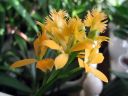 Epidendrum_Ballerina_AV_20051115_IMG_2296.jpg