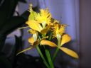 Epidendrum_Ballerina_AV_20051115_IMG_2309.jpg