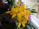 Epidendrum_Ballerina_AV_20051115_IMG_2726.jpg