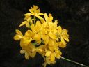 Epidendrum_Ballerina_AV_20051115_IMG_4057.jpg