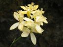 Epidendrum_Ballerina_AV_20051115_IMG_4061.jpg