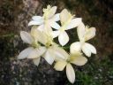 Epidendrum_Ballerina_AV_20051115_IMG_6051.jpg