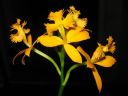 Epidendrum_Ballerina_AV_20051115_IMG_6530.jpg