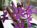 Epidendrum_Ballerina_Purple_RK_20070203_IMG_1405.jpg