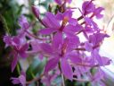 Epidendrum_Ballerina_Purple_RK_20070203_IMG_2724.jpg