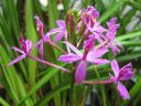 Epidendrum_Ballerina_Purple_RK_20070203_IMG_9902.jpg