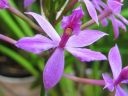 Epidendrum_Ballerina_Purple_RK_20070203_IMG_9905.jpg