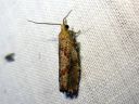 Epinotia_brunnichana_pilkkasoukkokaariainen_IMG_0698.JPG