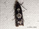 Epinotia_crenana_talvisoukkokaariainen_30_9_2015_3.JPG