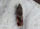 Epinotia_cruciana_juovasoukkokaariainen_IMG_6142.jpg