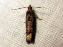 Epinotia_maculana_sysisoukkokaariainen_IMG_4242.JPG