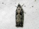 Epinotia_nisella_pajusoukkokaariainen_IMG_3067.JPG