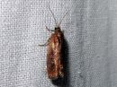 Epinotia_solandriana_vaihtelevasoukkokaariainen_IMG_3583.jpg