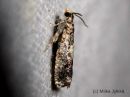 Epinotia_subocellana_kirjosoukkokaariainen_11_6_2015_28229.jpg