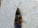 Epinotia_tenerana_rusosoukkokaariainen_IMG_0172.jpg