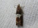 Epinotia_tenerana_rusosoukkokaariainen_IMG_7131.jpg