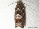 Epinotia_tetraquetrana_koivusoukkokaariainen_7_6_2015.JPG