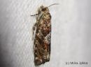 Epinotia_tetraquetrana_koivusoukkokaariainen_7_6_2015_28229.JPG