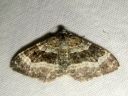 Epirrhoe_alternata_harmoraanumittari_IMG_7581.JPG