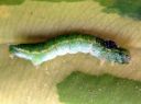 Epirrita_autumnata_larva_tunturimittari_toukka_IMG_3611.JPG