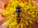 Tiedostonimi=Episyrphus_balteatus_male_parvikirvari_koiras_IMG_4798.jpg
Tiedostokoko=59kt
Koko=600x450
Lisätty=18.04.2015 Episyrphus_balteatus_male_parvikirvari_koiras_IMG_4798.jpg