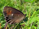 Erebia_ligea_metsanokiperhonen_IMG_0491.jpg