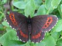 Erebia_ligea_metsanokiperhonen_IMG_1329.jpg