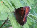 Erebia_ligea_metsanokiperhonen_IMG_1331.jpg