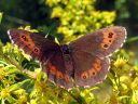 Erebia_ligea_metsanokiperhonen_IMG_1407.jpg