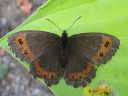 Erebia_ligea_metsanokiperhonen_IMG_1505.jpg