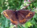 Erebia_ligea_metsanokiperhonen_IMG_1854.jpg