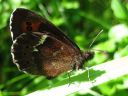 Erebia_ligea_metsanokiperhonen_IMG_4990.jpg