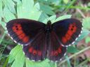 Erebia_ligea_metsanokiperhonen_IMG_8435.jpg