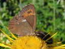 Erebia_ligea_metsanokiperhonen_IMG_8625.jpg