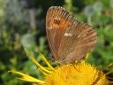 Erebia_ligea_metsanokiperhonen_IMG_8632.jpg