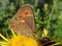 Erebia_ligea_metsanokiperhonen_IMG_8639.jpg