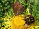 Erebia_ligea_metsanokiperhonen_IMG_8640.jpg