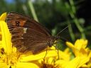 Erebia_ligea_metsanokiperhonen_IMG_8773.jpg