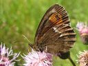 Erebia_ligea_metsanokiperhonen_IMG_9948.jpg